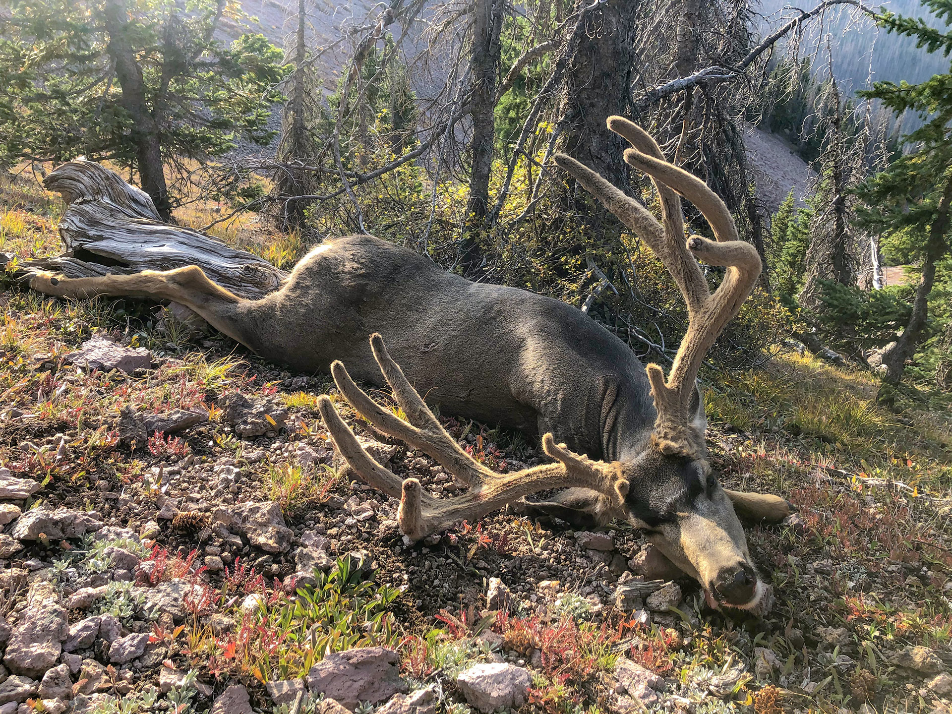 Editorial: County's mule deer choice was blunder, no balance